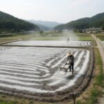 논밭에 규산질 비료와 석회질 비료가 뿌려져 있는 모습