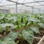 비가림 하우스에서 자라는 건강한 고추 작물 사진